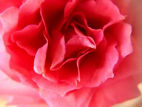 Background texture of a blooming rosebud close-up Stock Photos