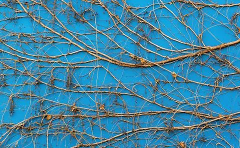 Background, texture of a blue surface overgrown with withered ivy Stock Photos