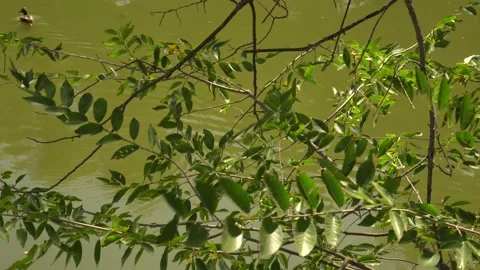 Background texture of a branch with leaves on the background of the river Stock Footage 139083580