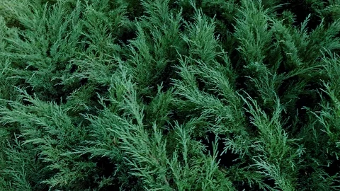 Background texture from the branches of the dry bush Stock Footage 113319608