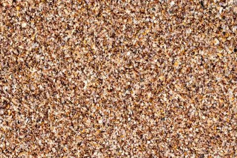Background texture broken shells many beach ocean dark brown Stock Photos