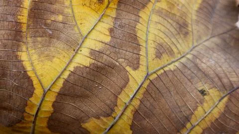 Background texture brown and yellow teak leaf fiber for creative banner des.. Stock Photos