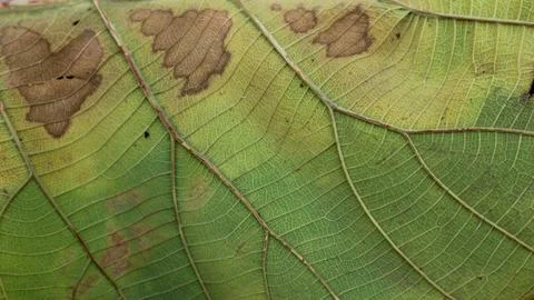 Background texture brown and yellow teak leaf fiber for creative banner des.. Stock Photos
