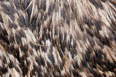Background texture of brown ostrich feathers Foto stock