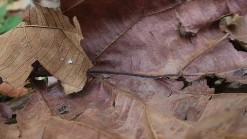 Background texture brown teak leaf fiber for creative banner design or gree.. Stock Photos