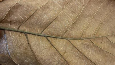 Background texture brown teak leaf fiber for creative banner design or gree.. Stock Photos