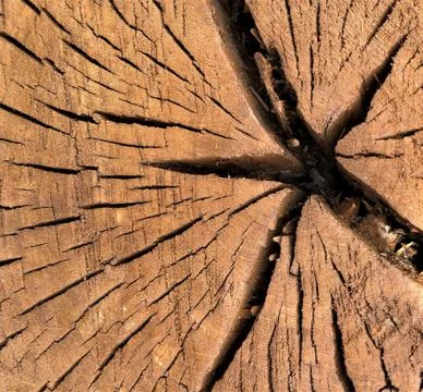 Background texture brown trunk Old big dry tree natural structure Stock Photos