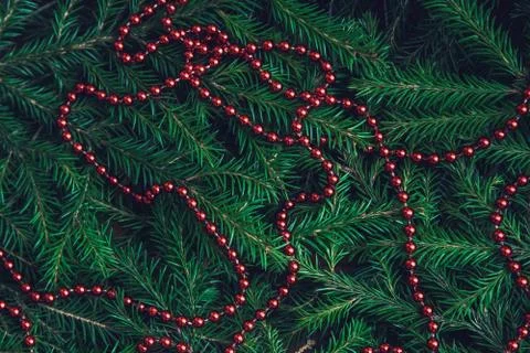 Background texture of Christmas tree branches with red beads Stock Photos