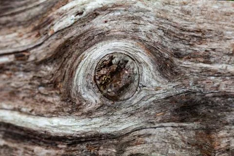 Background with texture from closeup on a broken branch of an old tree of gra Stock Photos