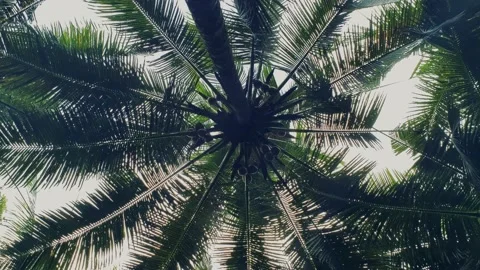 Background texture of coconut palm tree spinning above overhead Stock Footage 145855604