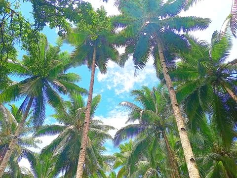 Background texture of coconut tree Stock Photos