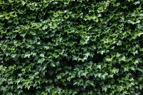Background Texture Of Common Ivy Stock Photos