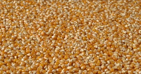A background texture composed of many dried corn kernels. Stock Footage 329443109