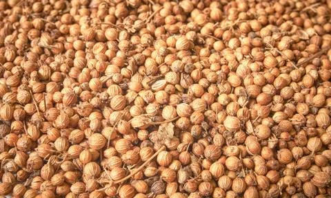 Background texture of coriander seeds. Stock Photos