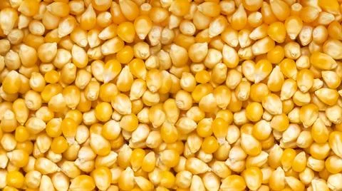 Background texture corn grain fresh popcorn base closeup Stock Photos