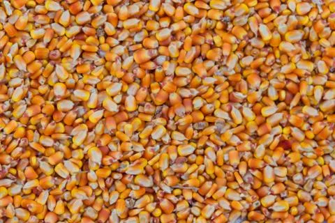 Background with texture of corn grains and place for text Stock Photos