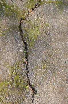 This is a background texture of cracked pavement on a driveway with some moss Stock Photos