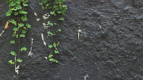 Background texture creeping green grass on the black wall. ornamental plant.. Stock Photos