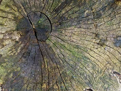 Background texture of the cut tree Stock Photos