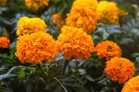 Background texture for day of the dead in mexico with cempasuchil flowers Dam Foto stock