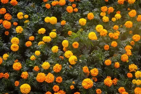 Background texture for day of the dead in mexico with cempasuchil flowers Dam Stock Photos