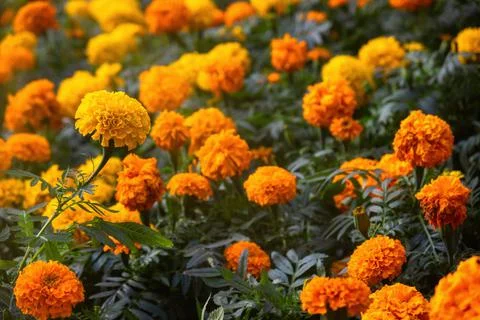 Background texture for day of the dead in mexico with cempasuchil flowers Dam Stock Photos
