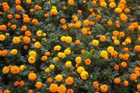 Background texture for day of the dead in mexico with cempasuchil flowers Dam Stock Photos