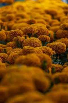 A Background texture for day of the dead in mexico with cempasuchil flowers Foto stock