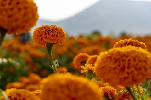 A Background texture for day of the dead in mexico with cempasuchil flowers Stock Photos