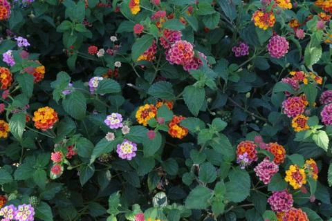 Background texture for design with flowers of different colors. Stock Photos
