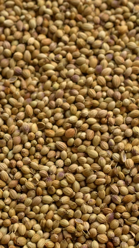 Background texture of dried coriander seeds. Stock Footage 297621924