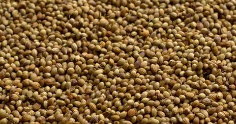 Background texture of dried coriander seeds. Vertical video. Stock Footage 297621966