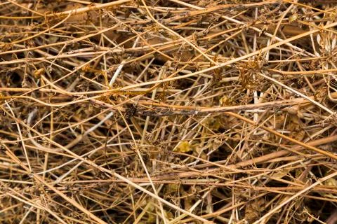 Background texture of dried grass Stock Photos