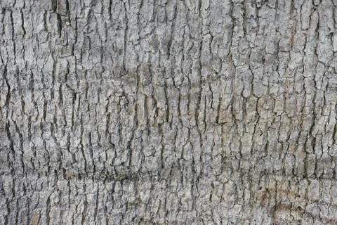 Background texture of dried tree bark Stock Photos