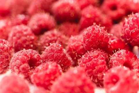 Background texture of dripping raspberry. Stock Photos