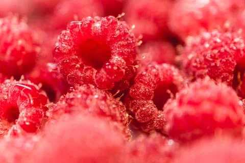 Background texture of dripping raspberry. Stock Photos