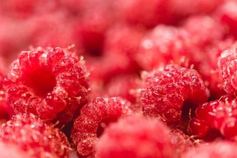 Background texture of dripping raspberry. Stock Photos