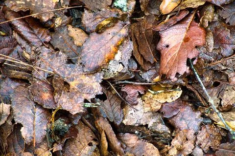Background texture of dry and wet leaves in the forest of mexico Stock Photos