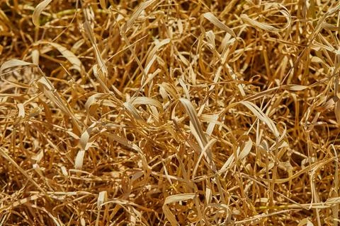 Background texture of dry grass burnt in the sun Stock Photos