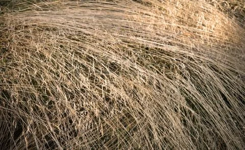 Background texture of dry grass Stock Photos