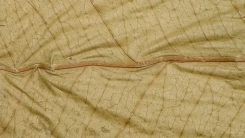 Background texture of dry leaves, close-up. Stock Footage 165996170