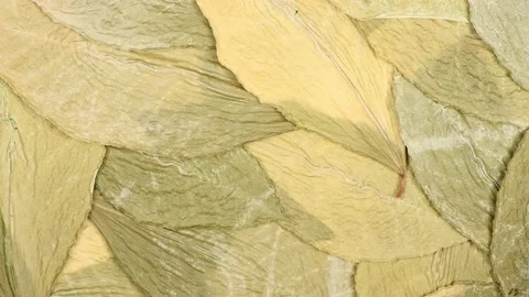 Background texture of dry leaves. Counterclockwise rotation. Side view Stock Footage 165995826