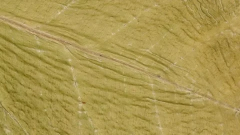 Background texture of dry leaves. Counterclockwise rotation. Side view. Stock Footage 165996563