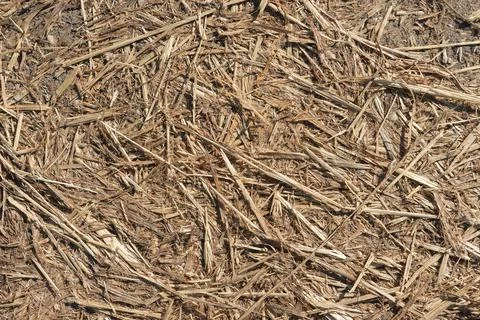 Background texture dry pressed grass close up Stock Photos