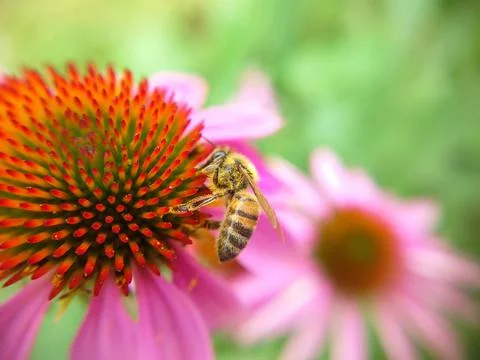 Background texture of an echinacea flower with a bee on the surface Fotos Stock