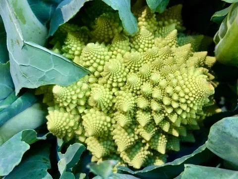 Background texture: exotic vegetables. Patterns of Green Cabbage Romanesco. V Stock Photos