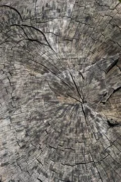 Background, texture felled a large tree trunk Photos