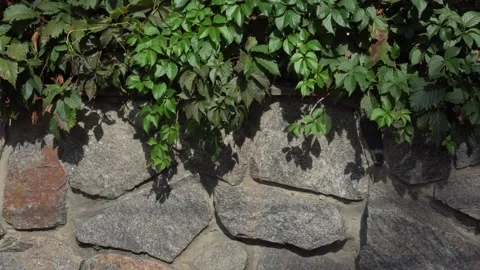 Background texture fence made of stone wild grapes Stock Footage 138574368