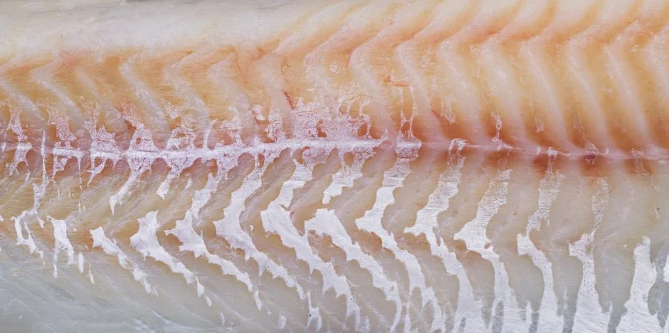 Background texture of fish fillets close-up macro Stock Photos