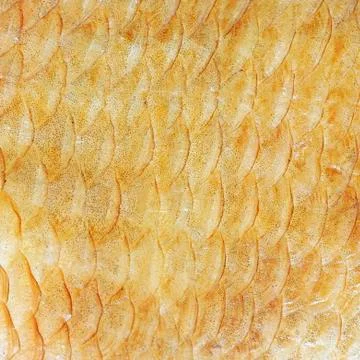 Background texture of fish scales. Close up view. Stock Photos